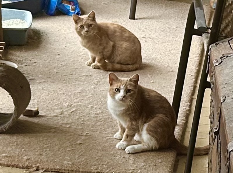 Buttercup Feral