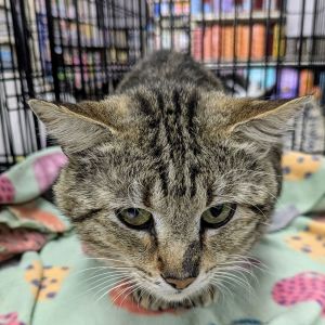 Dexter, Adult Male Domestic Short Hair
