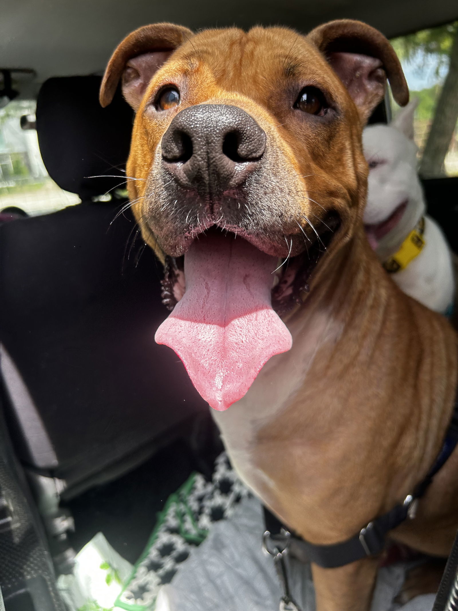 KRONK