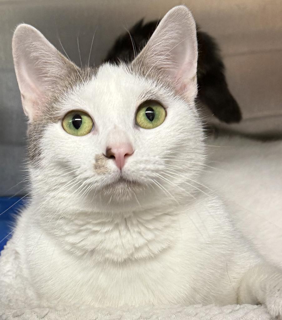 Ophelia, an adoptable Domestic Short Hair in Ontario, OR, 97914 | Photo Image 1