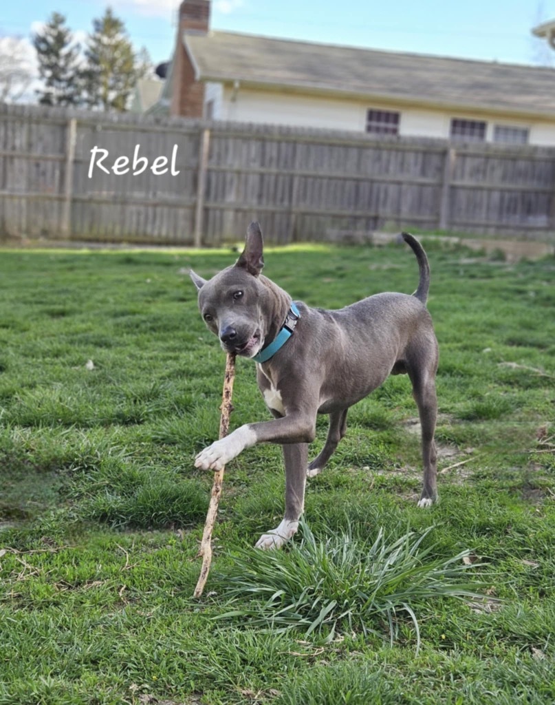 Rebel