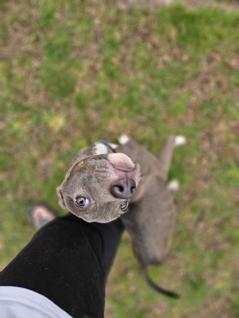 Rebel