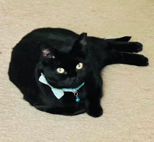 Sumi, Adult Female unknown