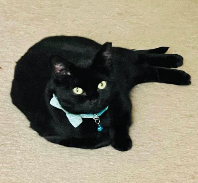 Sumi