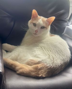 Henry, Adult Male unknown