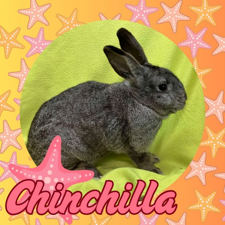 Chinchilla 1