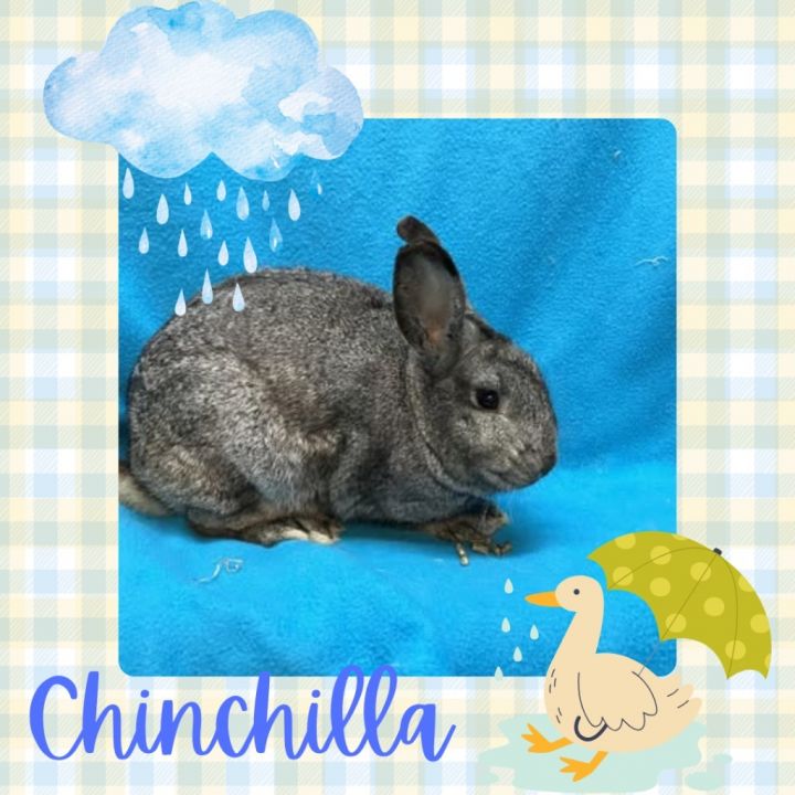 Chinchilla 2