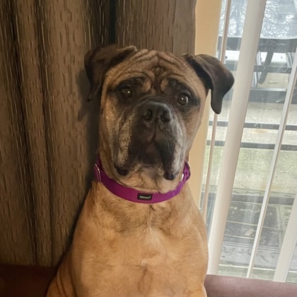 Katie, an adoptable Bullmastiff, Mixed Breed in Elk Grove Village, IL, 60009 | Photo Image 1