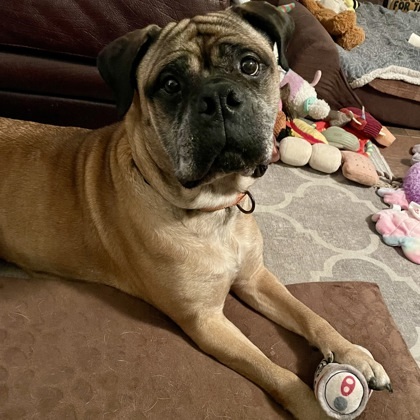 Katie, an adoptable Bullmastiff, Mixed Breed in Elk Grove Village, IL, 60009 | Photo Image 2