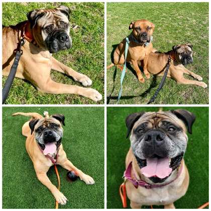 Katie, an adoptable Bullmastiff, Mixed Breed in Elk Grove Village, IL, 60009 | Photo Image 3