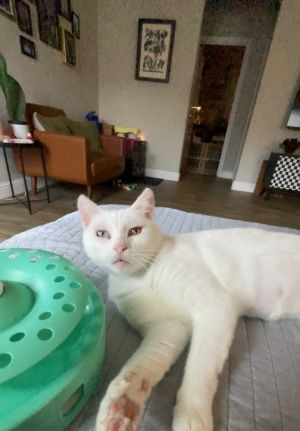 Jellybean, Adult Female unknown