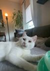Jellybean photo 3