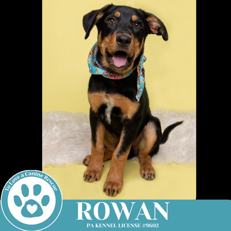 Rowan (The Ruffnecks) 040525