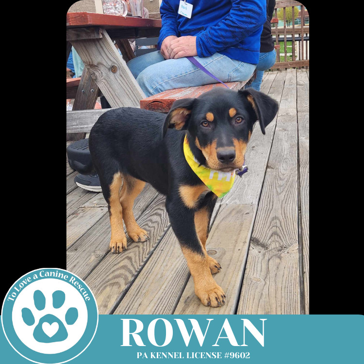Rowan (The Ruffnecks) 040525