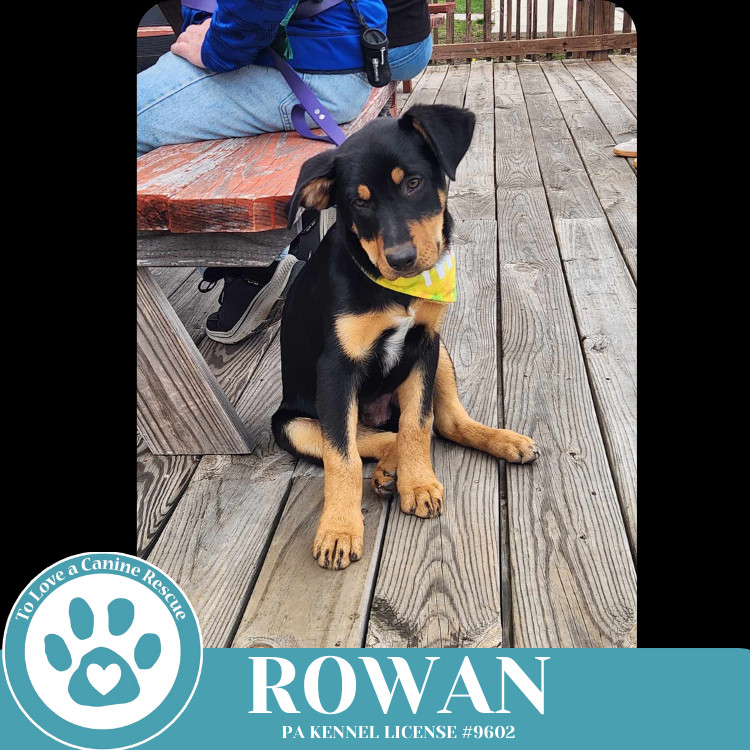Rowan (The Ruffnecks) 040525
