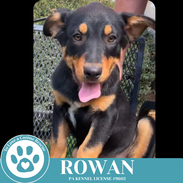 Rowan (The Ruffnecks) 040525