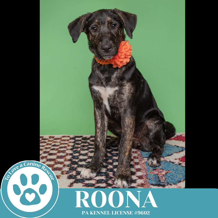Roona (The Ruffnecks) 040525