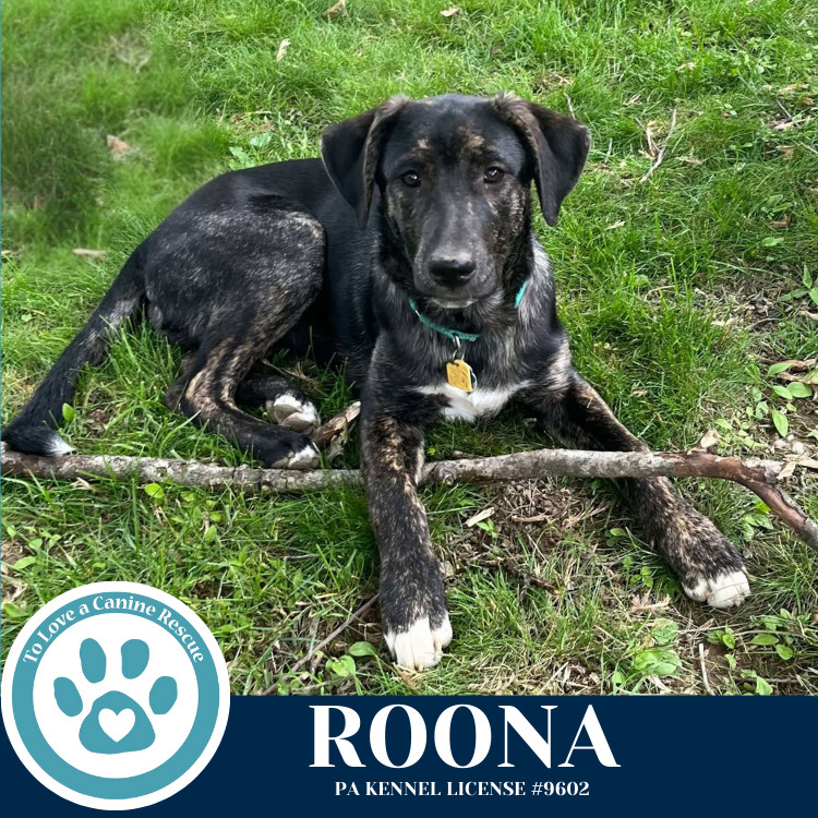 Roona (The Ruffnecks) 040525