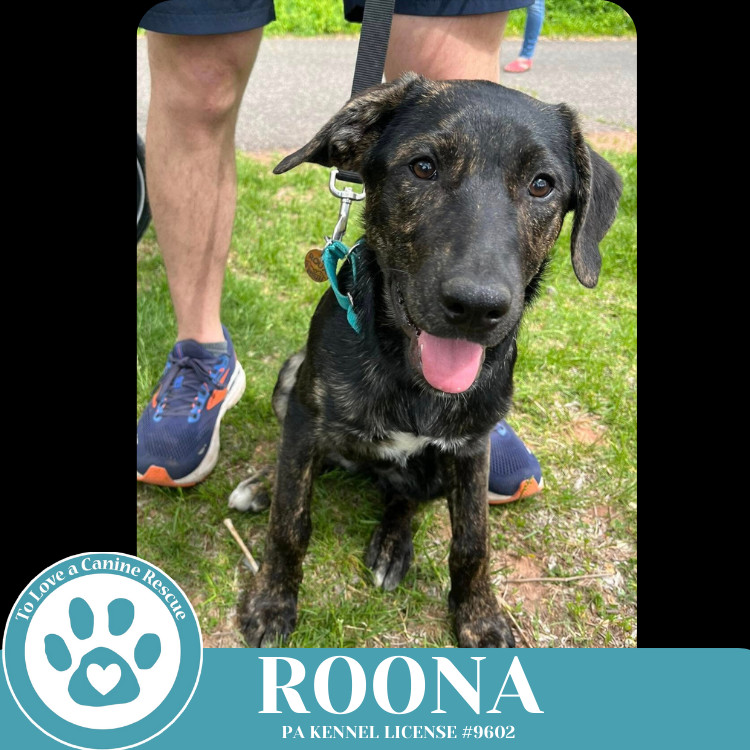 Roona (The Ruffnecks) 040525