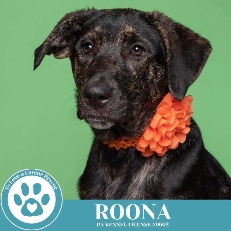 Roona (The Ruffnecks) 040525