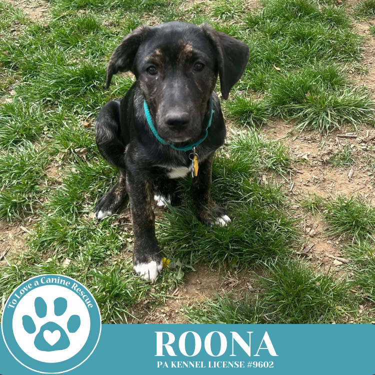 Roona (The Ruffnecks) 040525