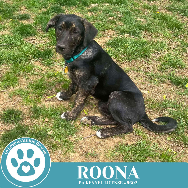 Roona (The Ruffnecks) 040525