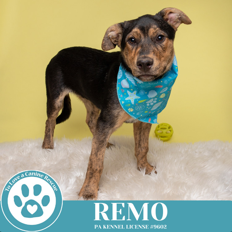 Remo (The Ruffnecks) 040525