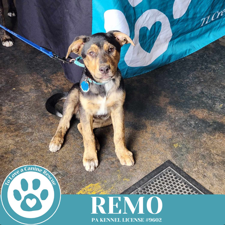 Remo (The Ruffnecks) 040525