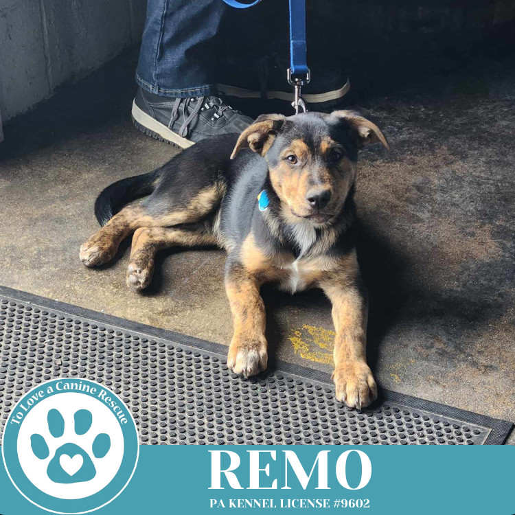 Remo (The Ruffnecks) 040525