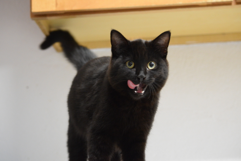Snowflake, an adoptable Domestic Short Hair in Salmon, ID, 83467 | Photo Image 1