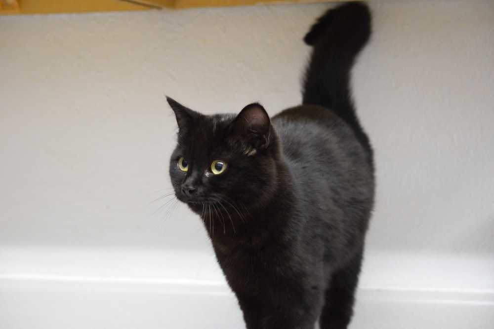 Snowflake, an adoptable Domestic Short Hair in Salmon, ID, 83467 | Photo Image 2