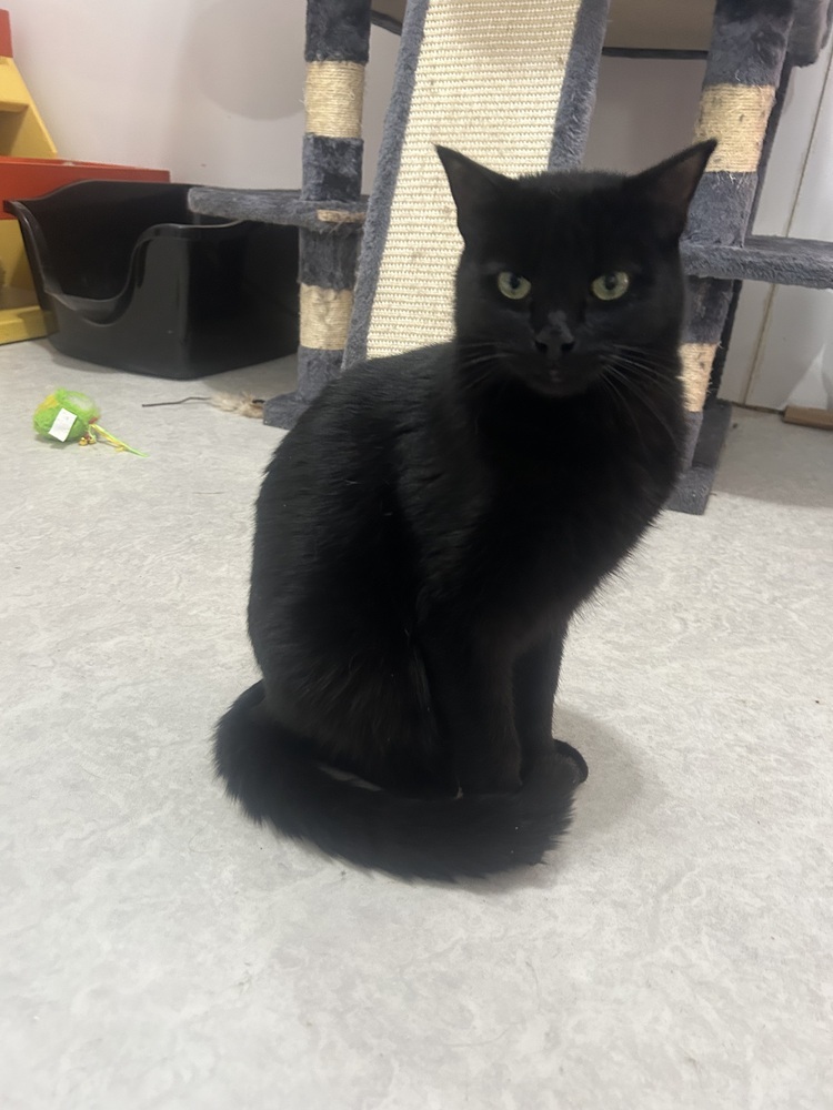 Snowflake, an adoptable Domestic Short Hair in Salmon, ID, 83467 | Photo Image 3