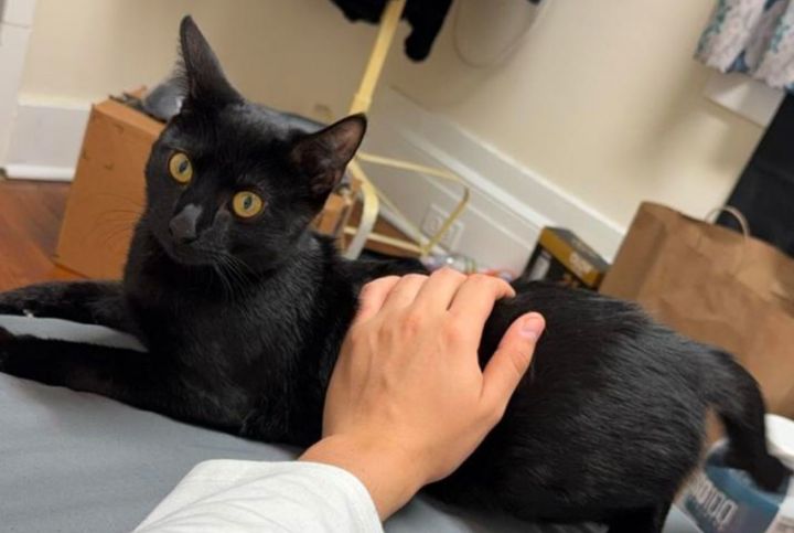 CHAR (bonded pair with my sister ASH) 1