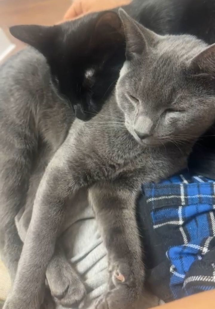 CHAR (bonded pair with my sister ASH) 2