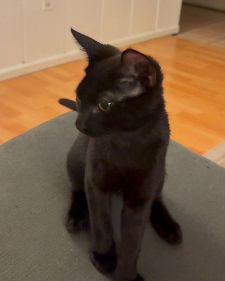 CHAR (bonded pair with my sister ASH) 3