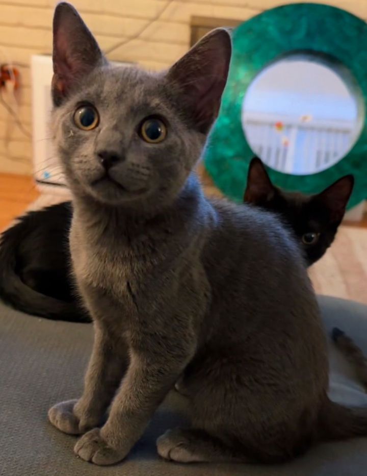 ASH (bonded pair with my sister Char) 3
