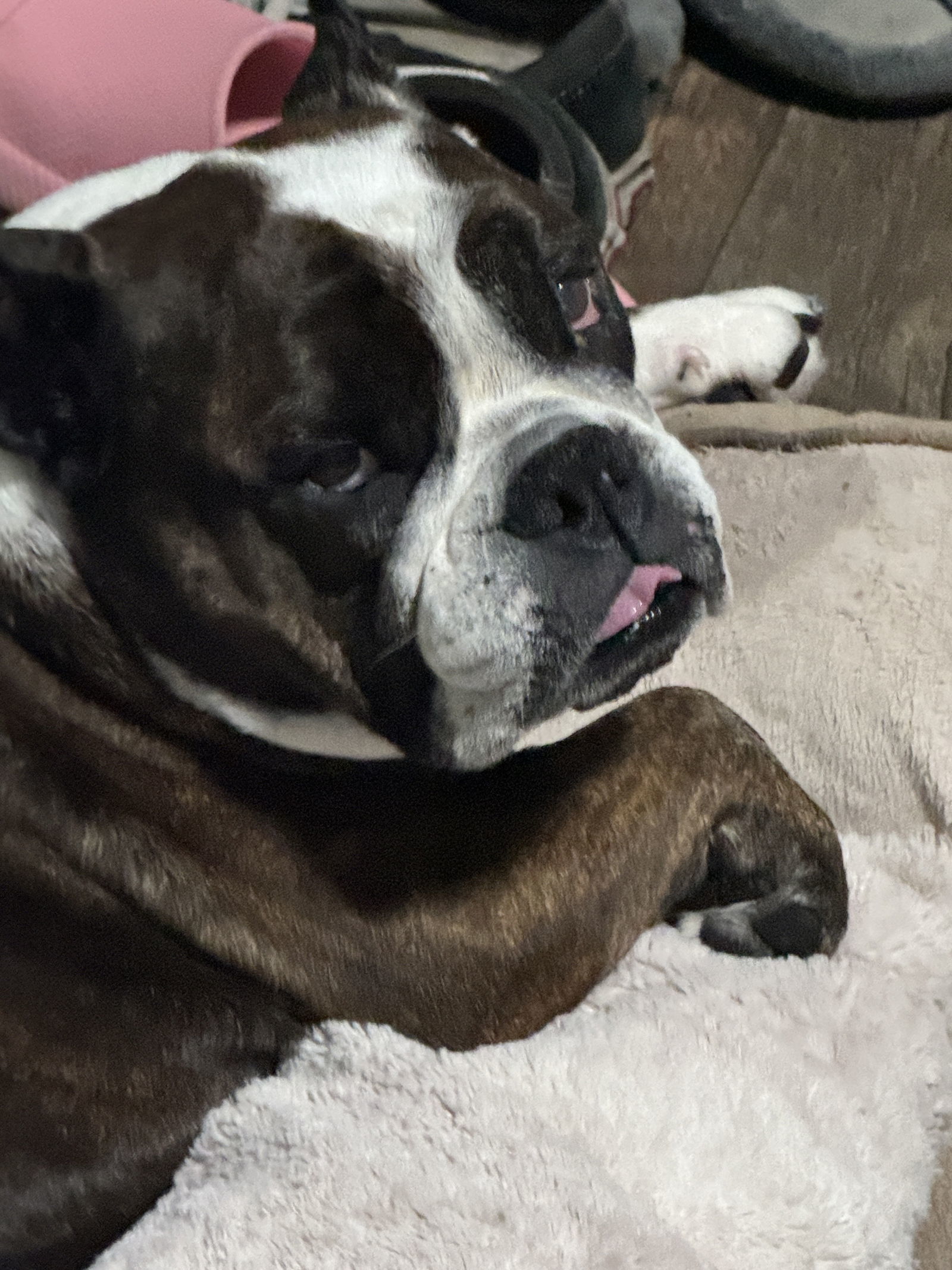 Penelope