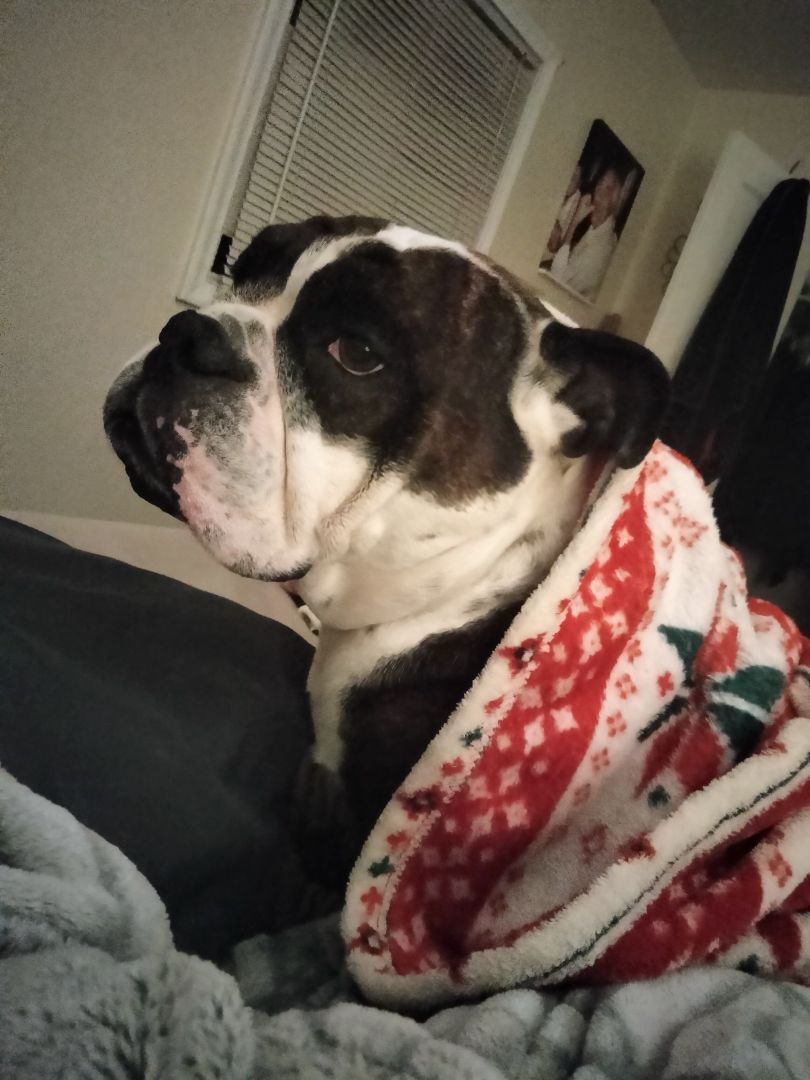 Penelope