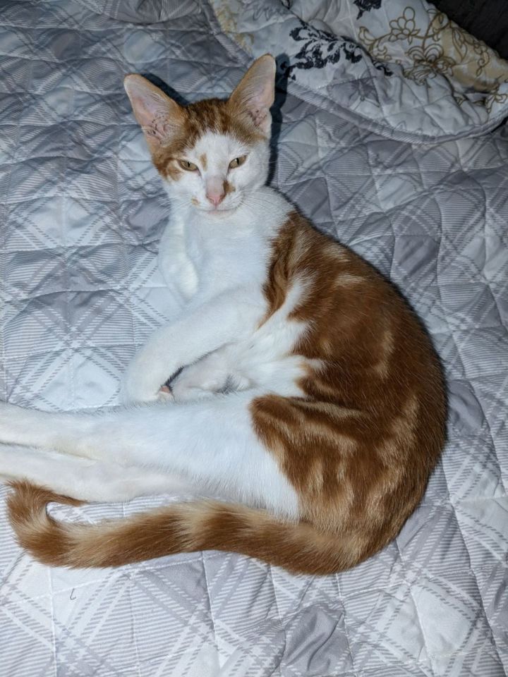 Bobby 3