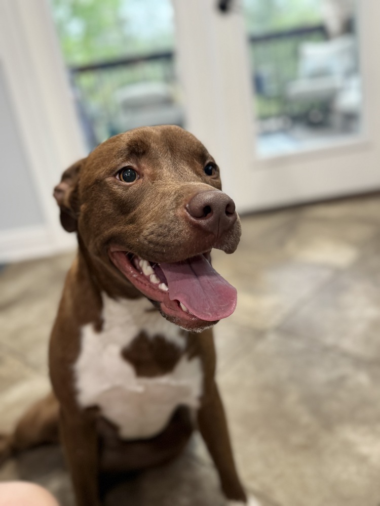 Cora