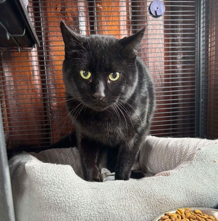 Binx 1