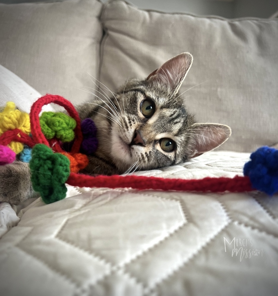 Tidbit, an adoptable Domestic Short Hair in Spokane , WA, 99209 | Photo Image 1