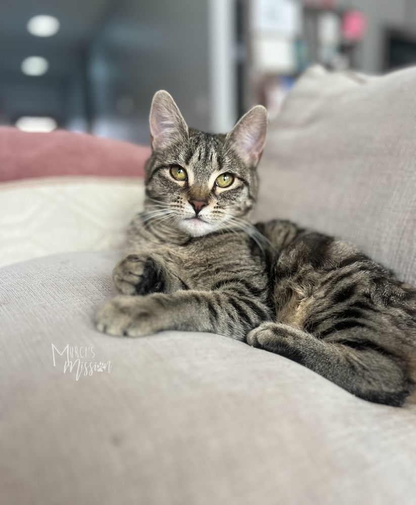 Tidbit, an adoptable Domestic Short Hair in Spokane , WA, 99209 | Photo Image 2