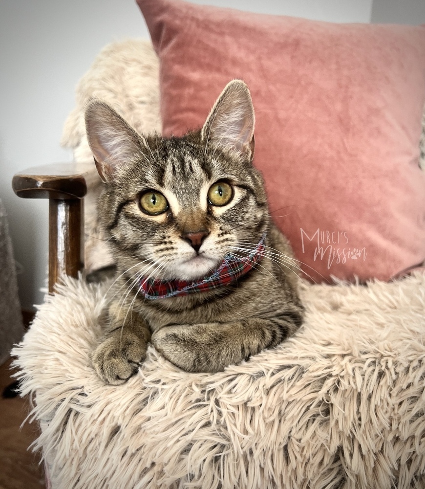Tidbit, an adoptable Domestic Short Hair in Spokane , WA, 99209 | Photo Image 3