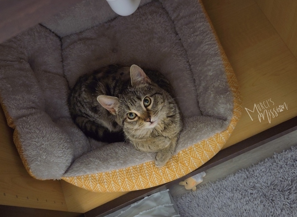 Tidbit, an adoptable Domestic Short Hair in Spokane , WA, 99209 | Photo Image 4