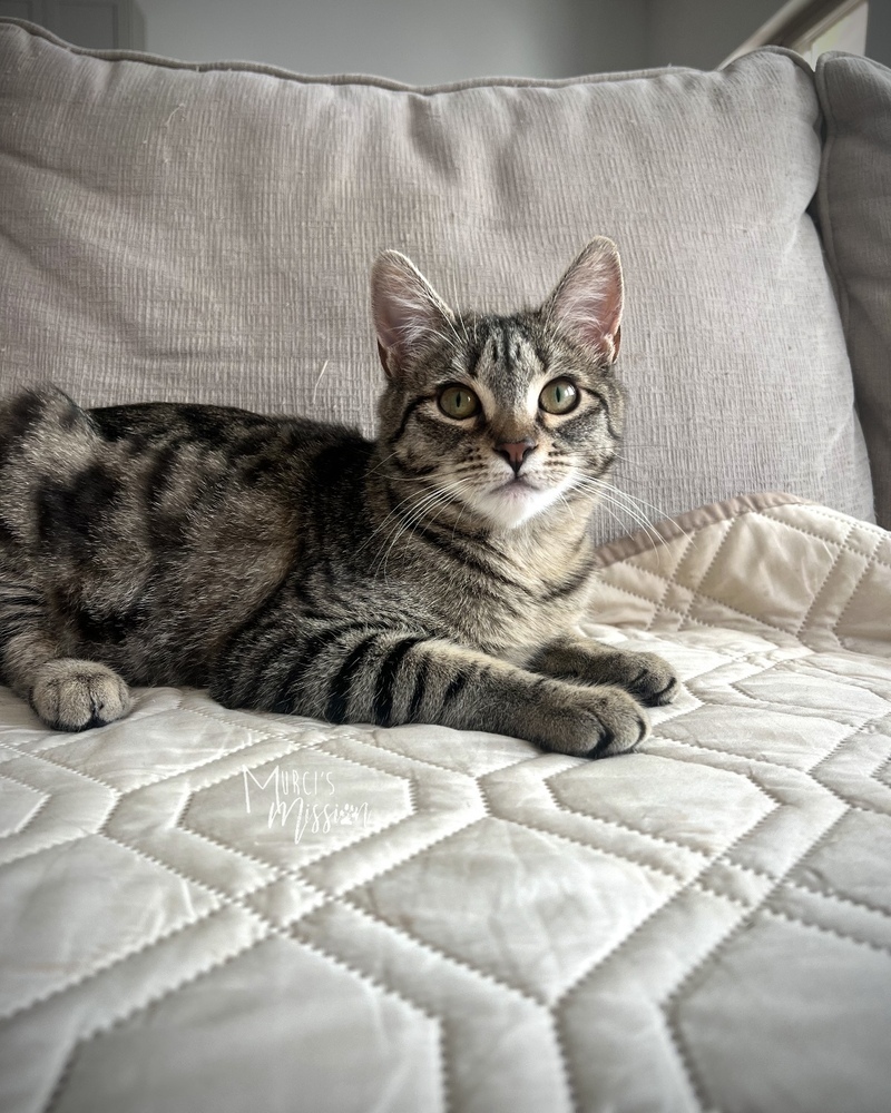 Tidbit, an adoptable Domestic Short Hair in Spokane , WA, 99209 | Photo Image 5