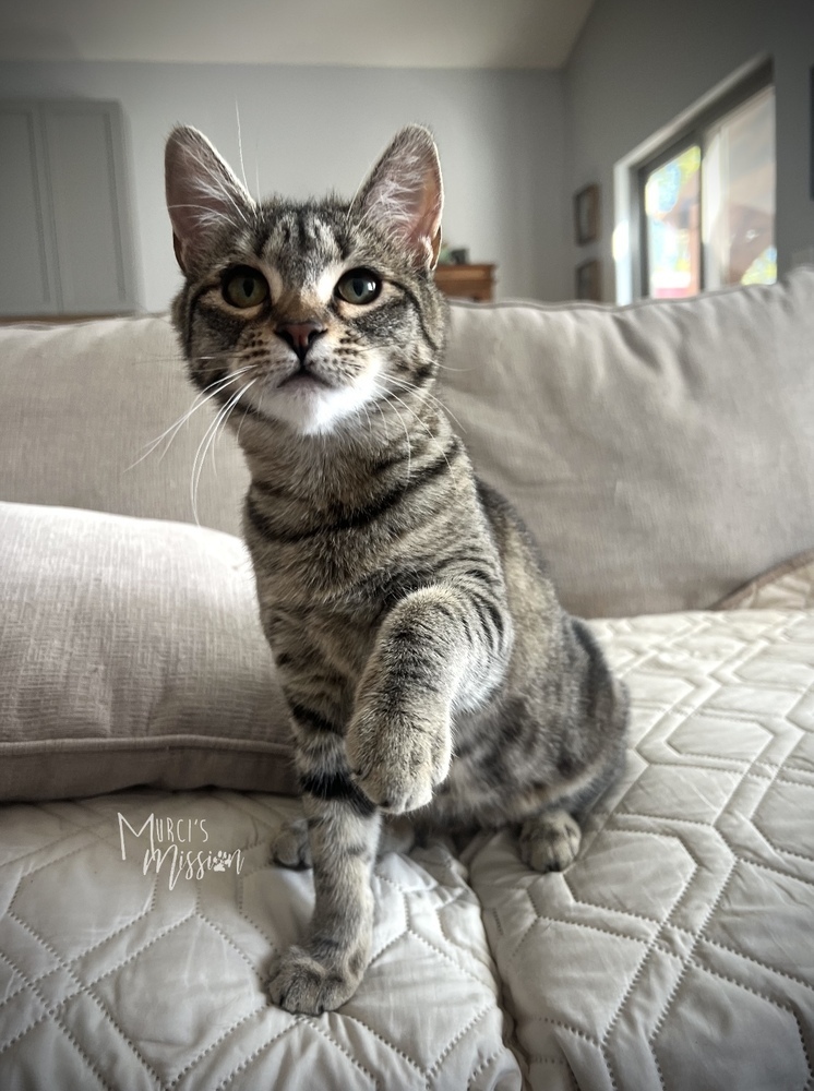 Tidbit, an adoptable Domestic Short Hair in Spokane , WA, 99209 | Photo Image 6