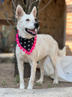 Name Bella Sex Female Age 3 years old Size Medium Color White and Black Weight 44 lbs Breed A