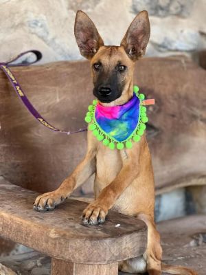 Name River Sex Male Age 9 months Breed Belgian Malinois Mix Size Medium Color Honey and Black 