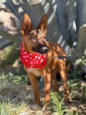 Name Twigg Sex Male Age 9 months Breed Belgian Malinois Mix Size Medium Color Honey and Black 